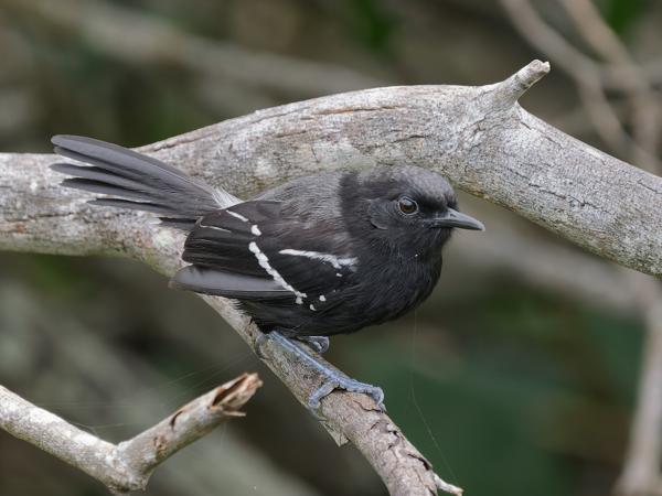 Bergmiersluiper (Formicivora serrana)